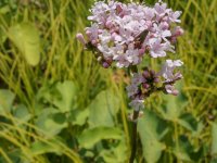 20150629_125831_Echter-Arznei-Baldrian(Valeriana-officinalis),Heldrastein