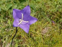 20150629_125848_Pfirsichblaettrige-Glockenblume(Platanthera-chlorantha),Heldrastein