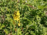 20150630_094201_Gemeiner-Odermenning(Agrimonia-eupatoria),Heldrastein