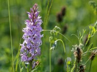 20150701_091511_Fuchs-Knabenkraut(Dactylorhiza-fuchsii),Heldrastein