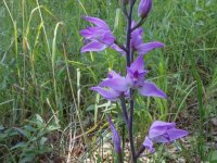 20150704_112937_Rotes-Waldvoeglein(Cephalanthera),Heldrastein